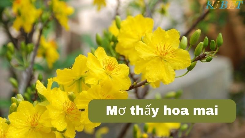 Mơ thấy hoa mai