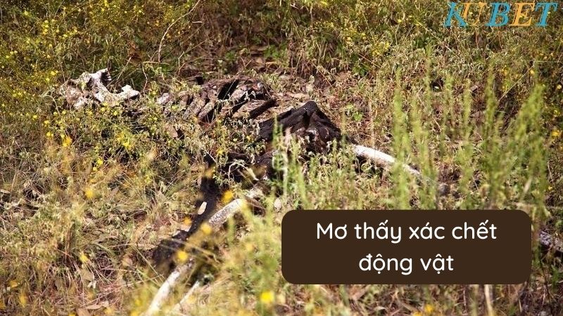 Mơ thấy xác chết động vật